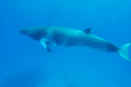 Minke whale