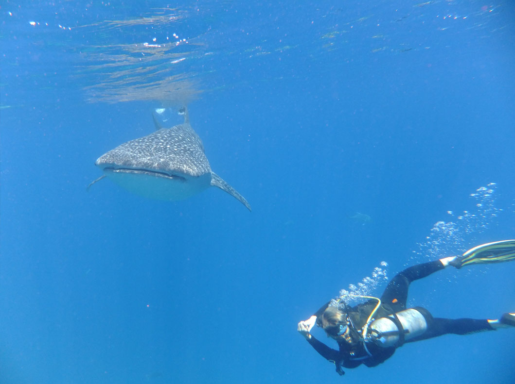 A Whaleshark spotted off Silverswift - Photo credit: Serina Yamamoto